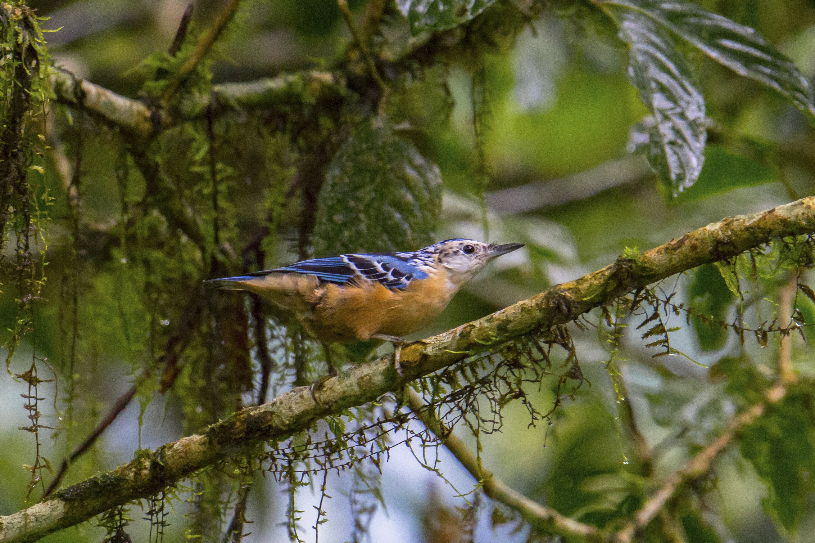 Beautiful Nuthatch observed in the Mishmi Hills