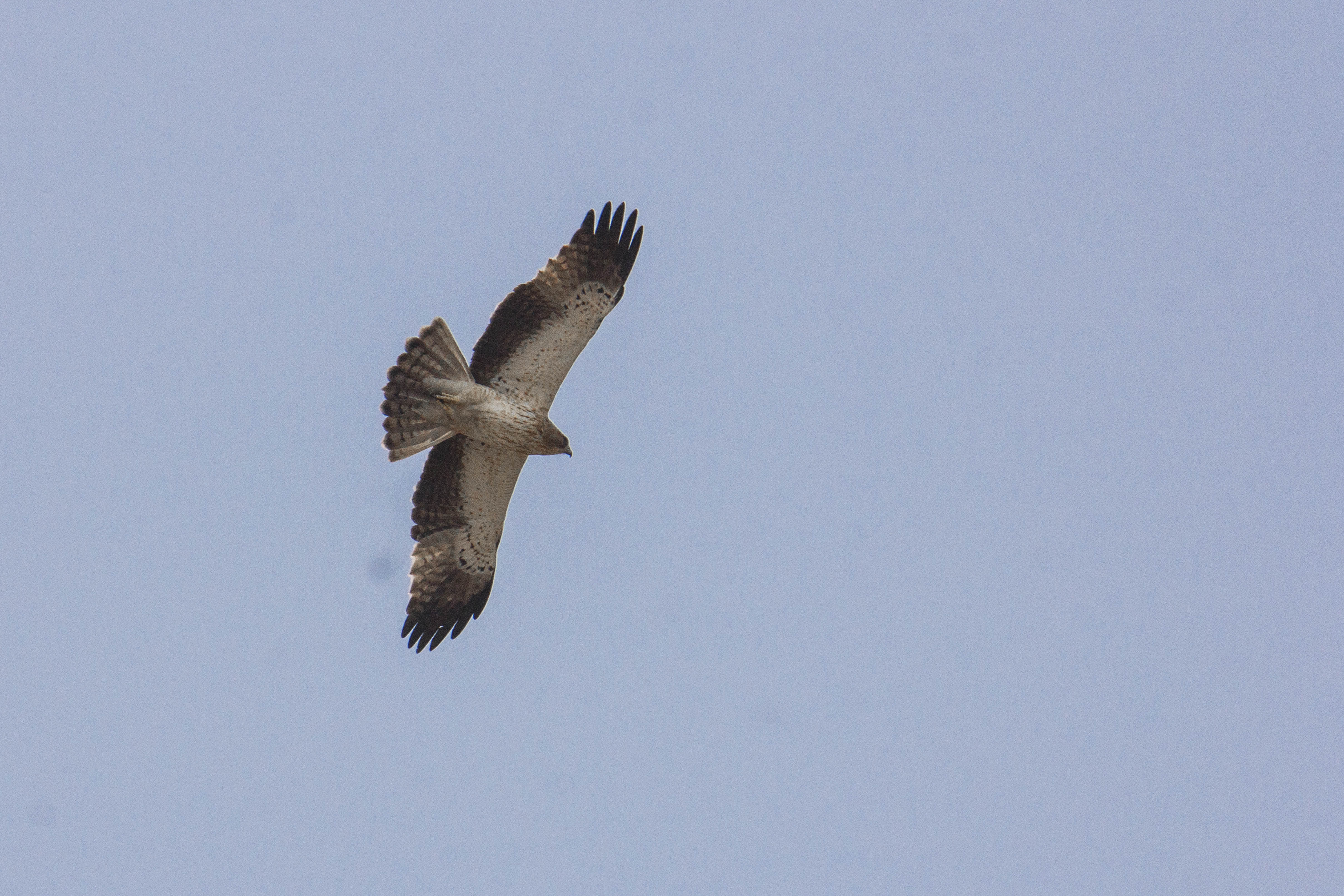 Booted Eagle spotted in Mayureshwar Wildlife Sanctuary
