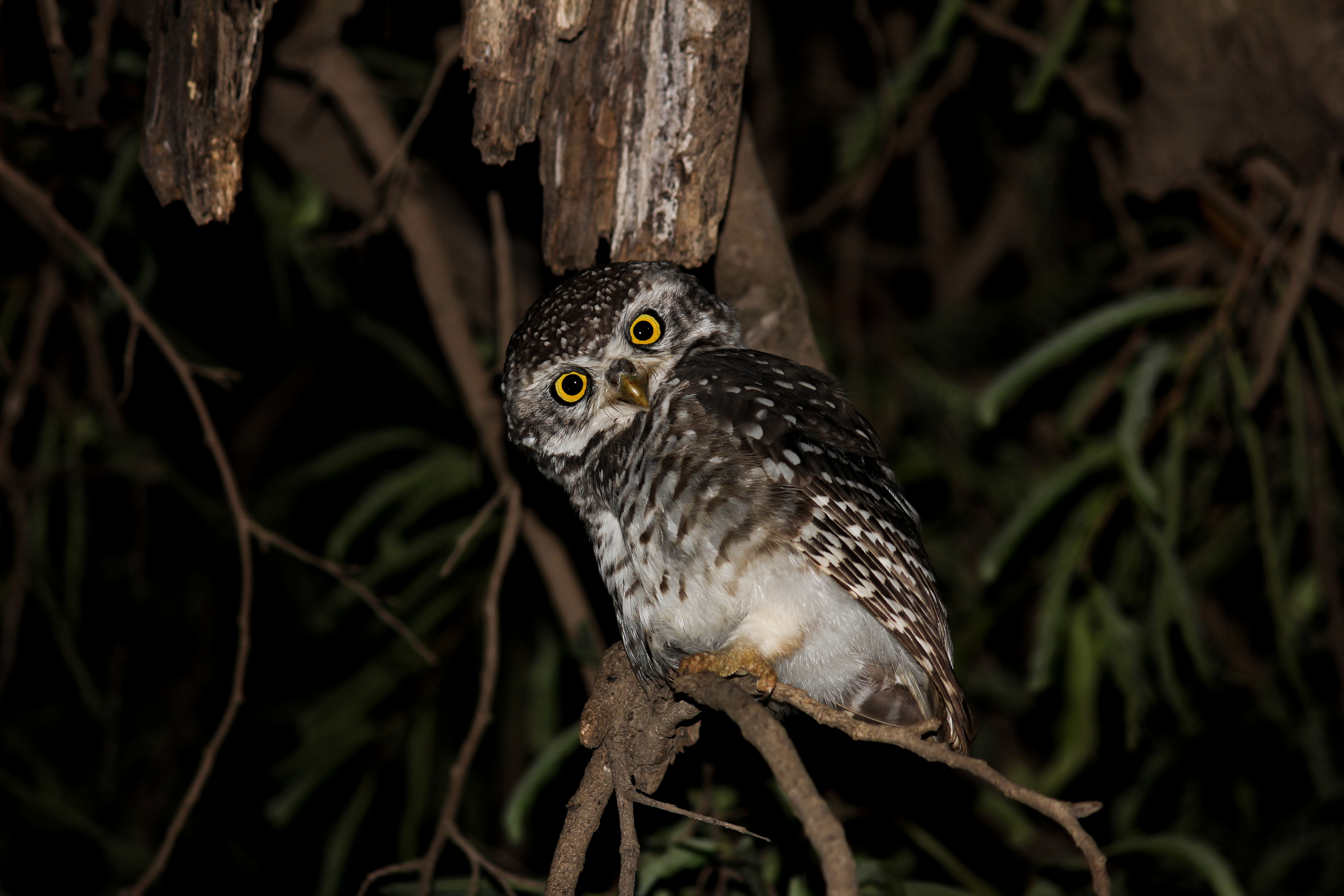 Spotted Owlet: one of the common owl species found in urban set-up.