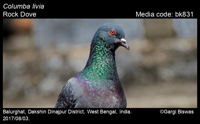 Columba Livia J F Gmelin Rock Dove Birds