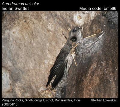 Aerodramus unicolor (Jerdon, 1840) - Indian Swiftlet | Birds